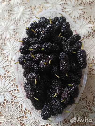 Саженцы шелковицы