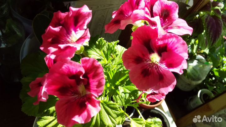 Комнатные растения цветы