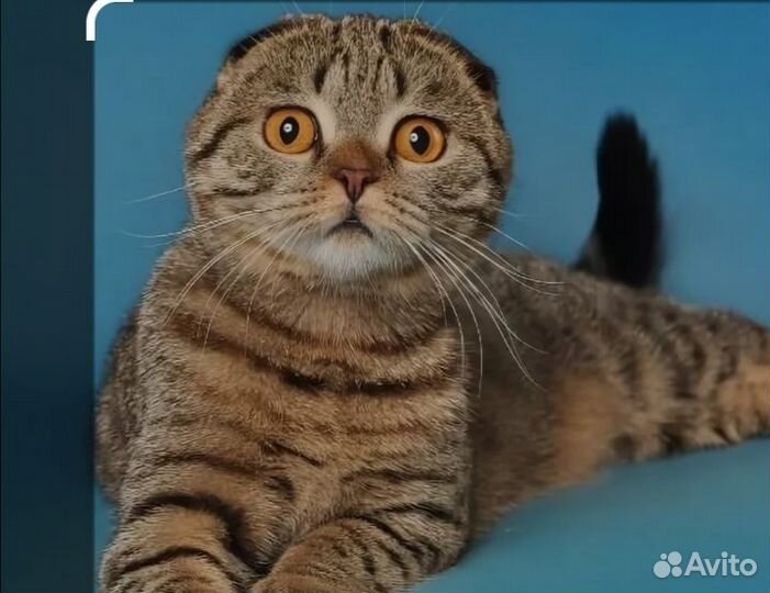 Кошку в добрые руки