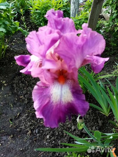 Продам излишки ирисов
