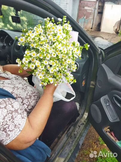 Ромашка садовая кустовая