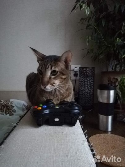 Ориентальная кошка в добрые руки