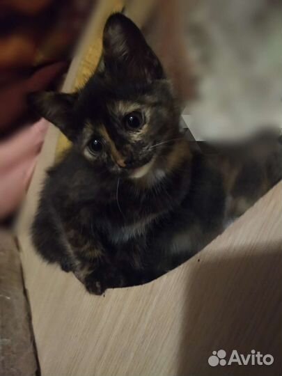 Котёнок девочка в добрые руки в возрасте - 2 мес