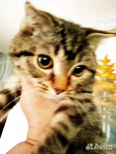 Котенок мальчик