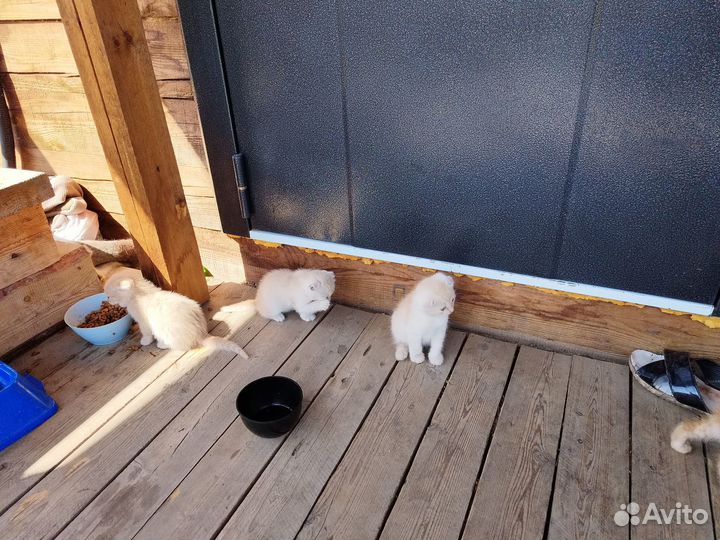 Отдам в добрые руки котят вислоухих