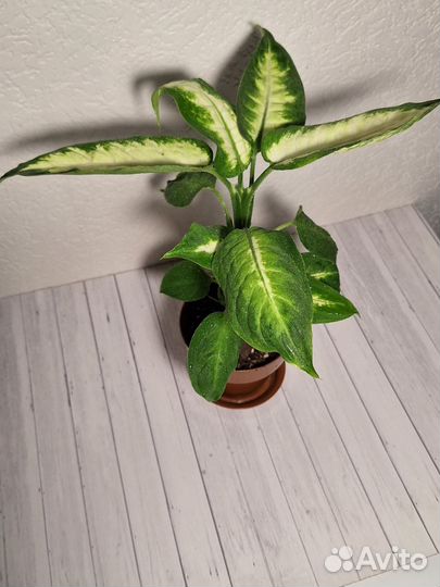 Цветы,растения