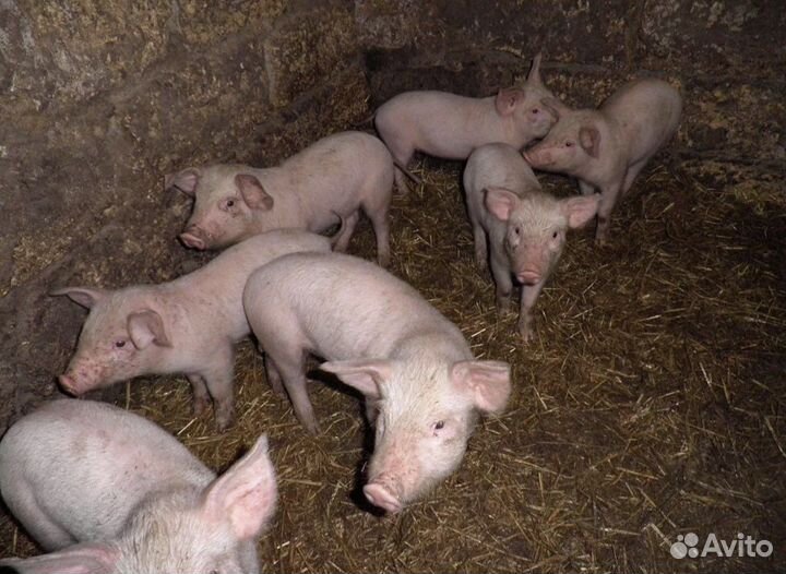 Поросята