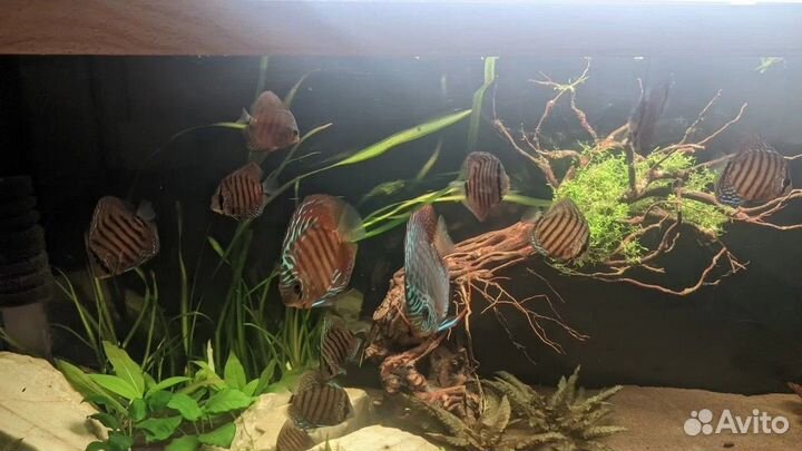 Аквариум с тумбой jebo 400 литров