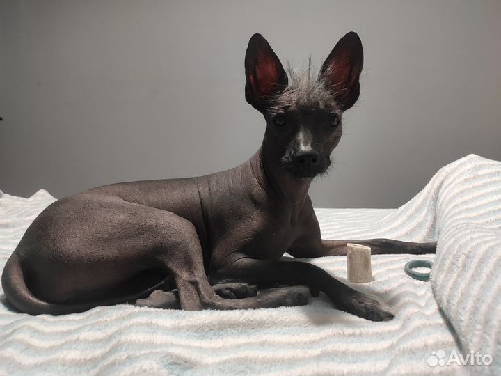 Щенки ксолоитцкуинтли