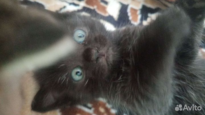 Кошка в дар бесплатно