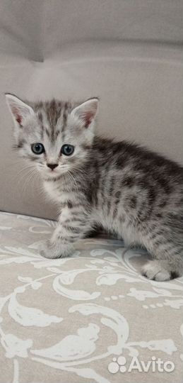 Шотландская кошка