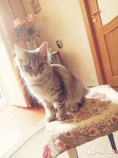 Котенок девочка в добрые руки