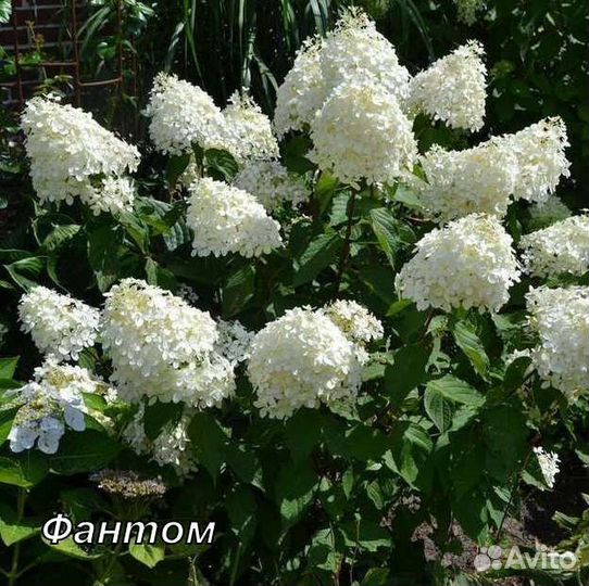 Гортензия саженцы