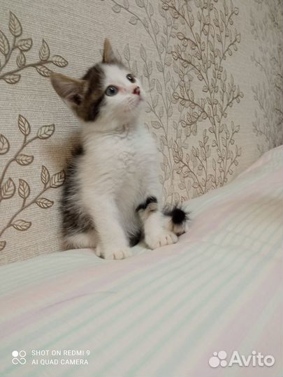 Красивый котик ищет дом