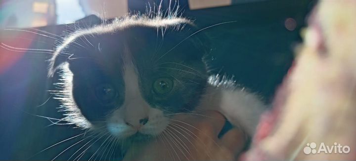 Котики отдам