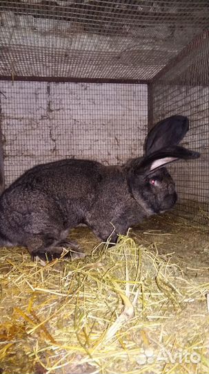 Кролики Фландр