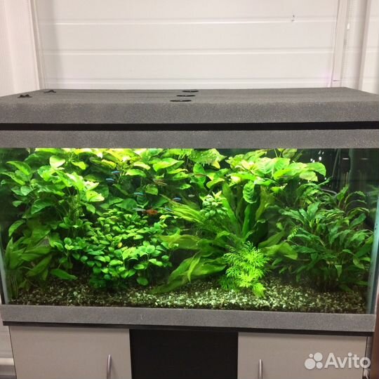 Аквариумные растения. Криптокорина