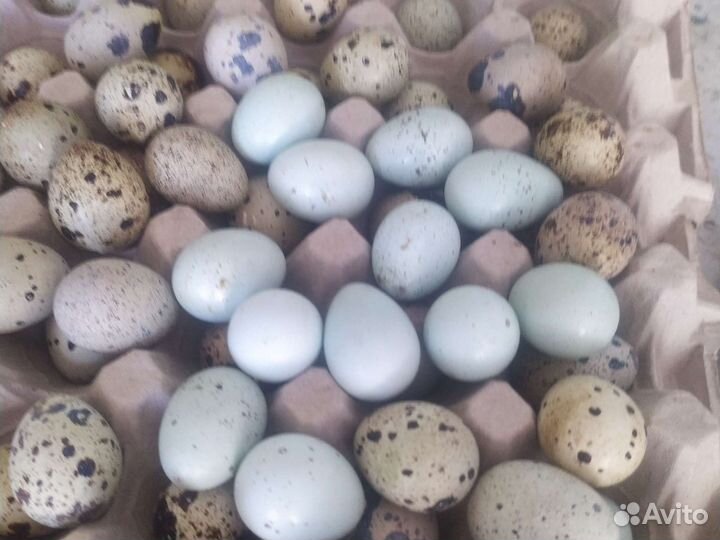 Яйца перепелиные инкубационное