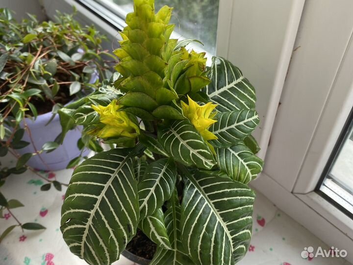 Комнатные растения