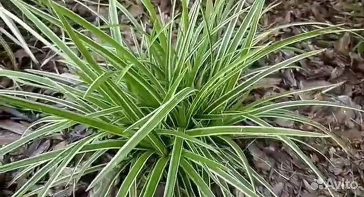 Злаковые-Мискантус зебрину, осоки разные