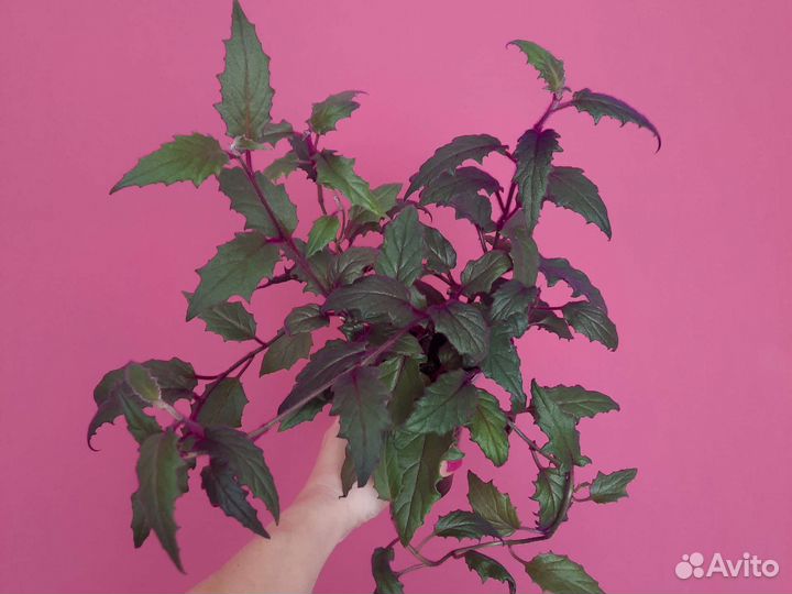 Комнатные растения