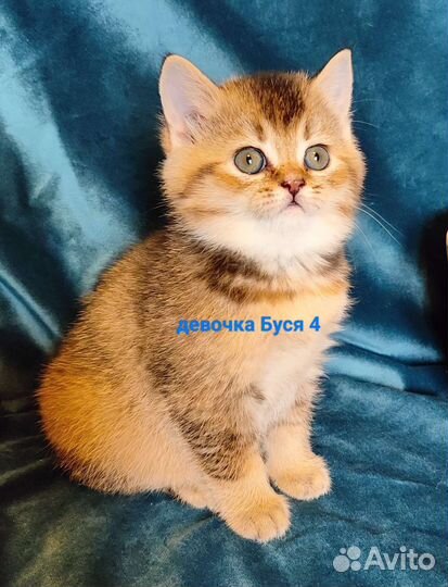 Британские котята золотая шиншилла