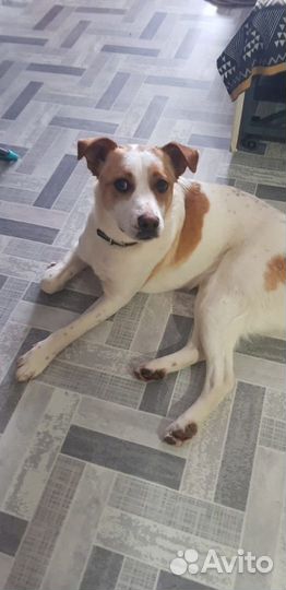 Стань для Бимки Дедом Морозом