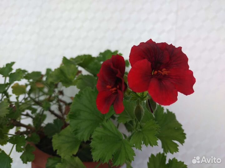 Пеларгонии