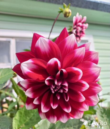 Георгины клубни