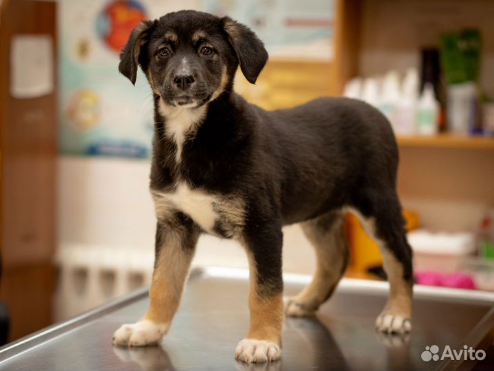 Щенок мальчик ищет дом (метис)
