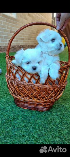 Щенки мальтезе мини