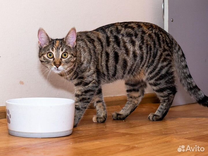 Кошечка Челка в дар