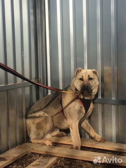 Псу Зору очень нужны заботливые родители