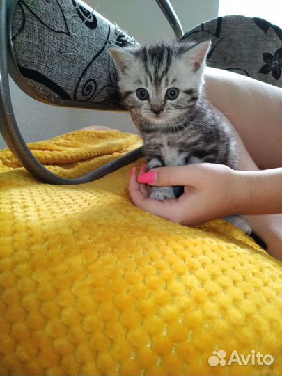 Шотландская