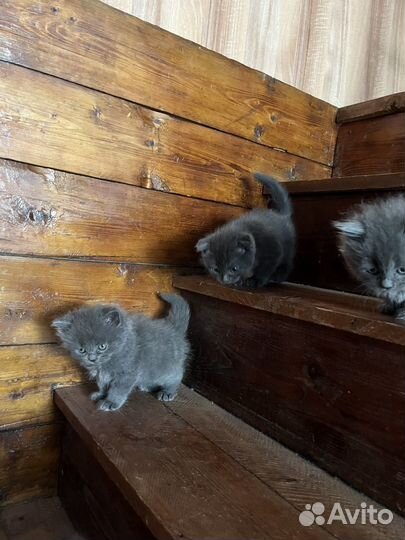 Британские котята