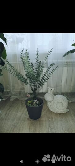 Эвкалипт комнатное растение