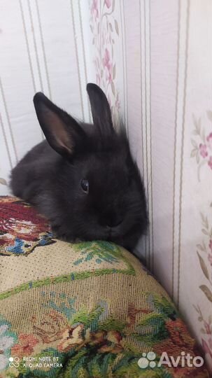 Декоративные карликовые кролики