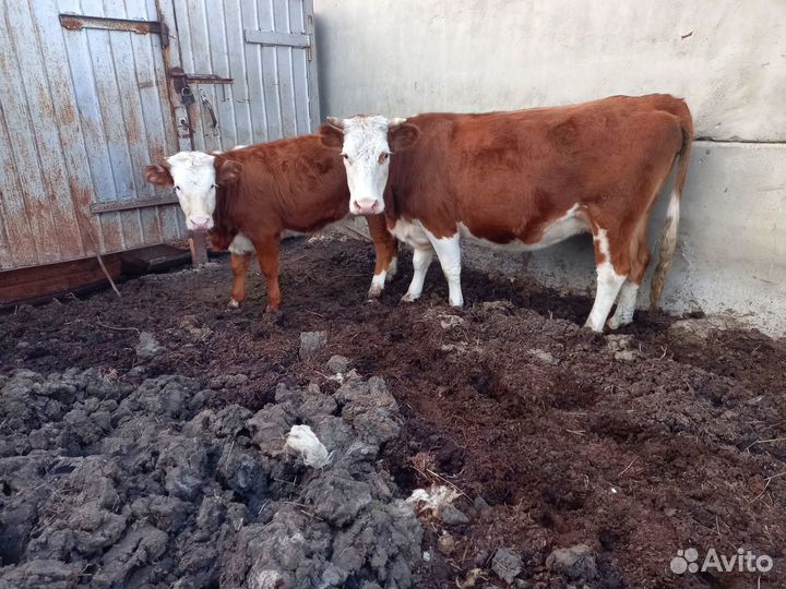 Продам корову лошади