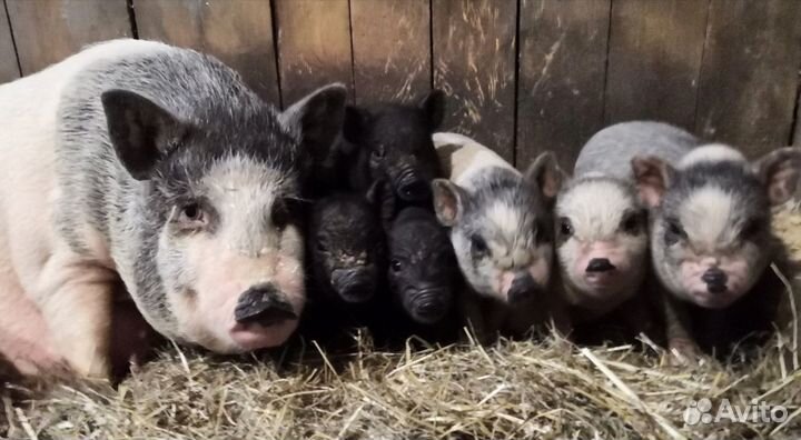 Продаю вьетнамских вислобрюхих поросят