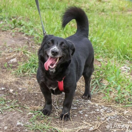 Стерилизованная собачка Черничка