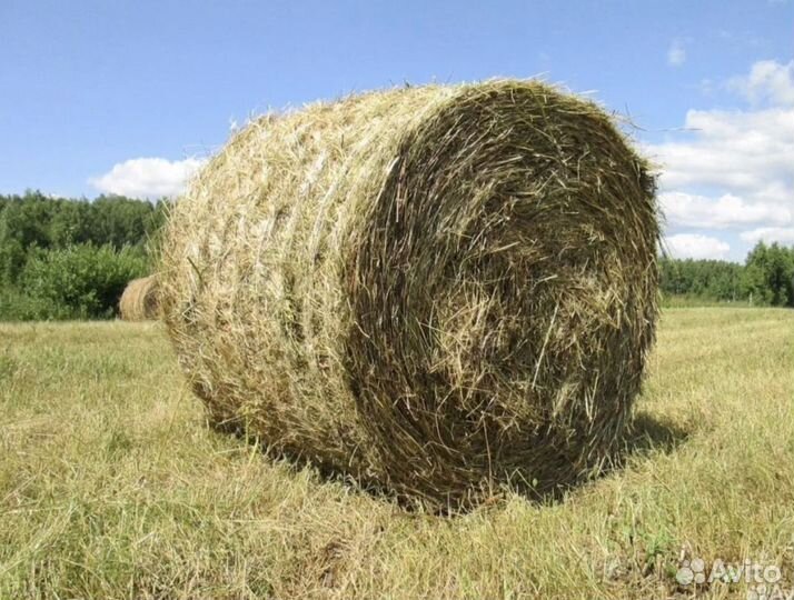 Сено в рулонах с доставкой
