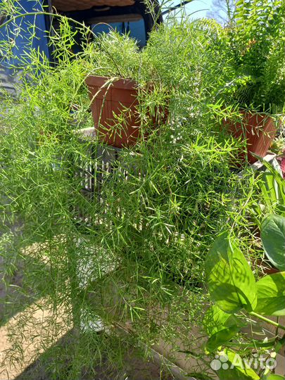 Аспарагус.взрослый куст