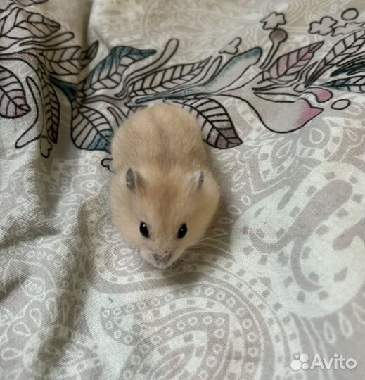Джунгарский хомяк