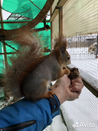Алтайская белка и бельчата