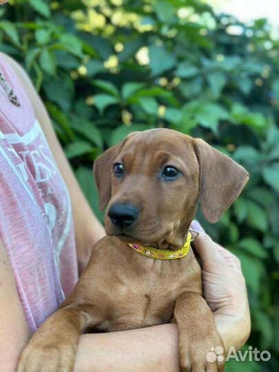 Немецкий пинчер щенки