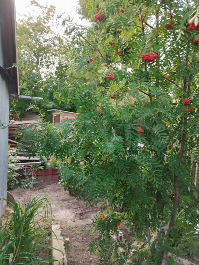 Участок 6 га (СНТ, ДНП)