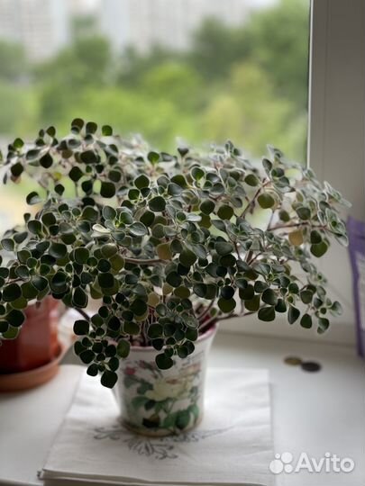 Аихризон дерево любви