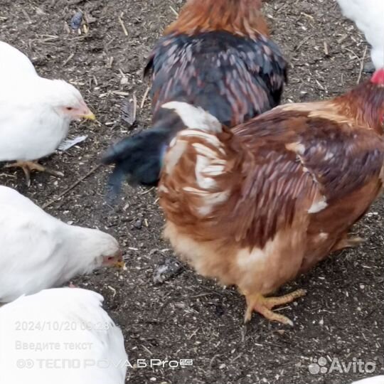 Молодые петушки