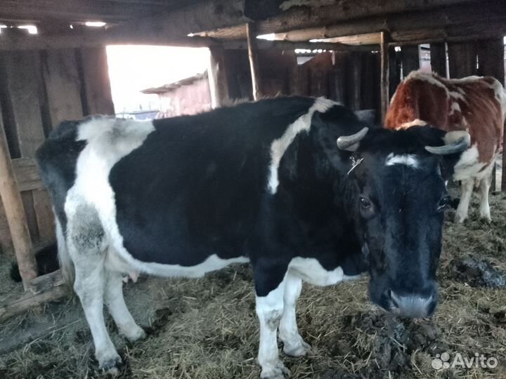 Продам коров
