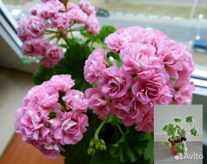 Комнатные растения